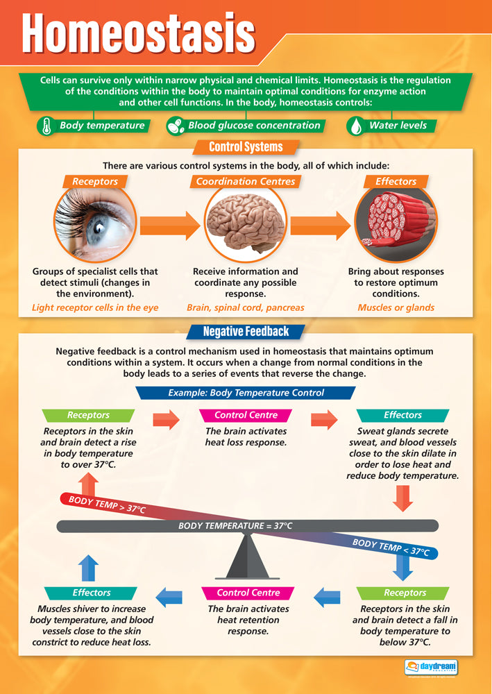 Educational poster about homeostasis with various systems and processes illustrated.