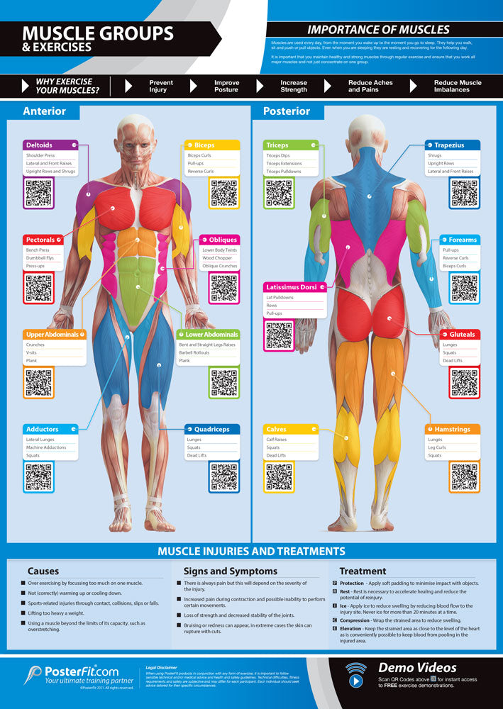 Muscles Groups and Exercises Poster, A1 Laminated, Fitness Education, Physical Health, Gym Routine, Teaching Materials, Workout Insights, Key Muscle Groups, Strengthening Exercises, Injury Prevention, A1 Size Educational Poster, Interactive Gym Learning, A1 Gym Poster, Physical Education Poster, Physical Education Charts for the Classroom, Gym Visual Aid, Educational School Posters, Classroom Posters, Gym Poster