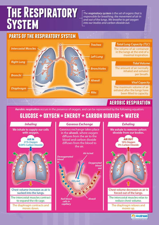 The Respiratory System Poster