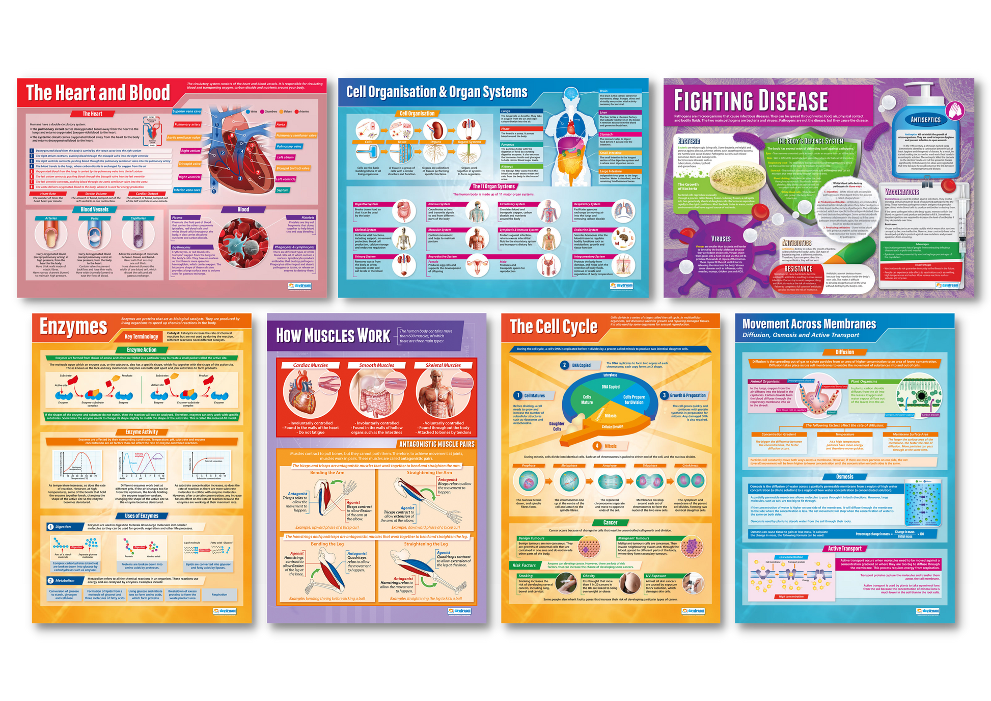 Science Posters, Science Education Resources, Science Charts for the Classroom, Science Posters, Biology Posters, Medicine Studies