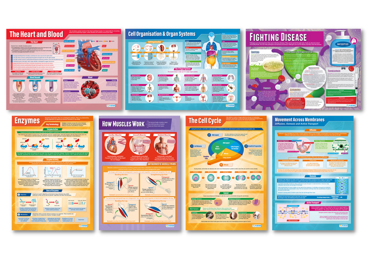 Biological Processes Poster Set of 7 – Bright Education Australia