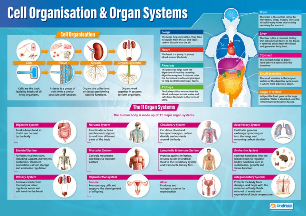 Cellular Orginization Body Cell Organisation & Organ Systems Poster | Science Posters | Biology ...