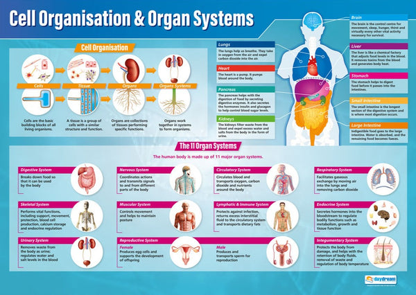 Biological Processes Poster Set of 7 – Bright Education Australia
