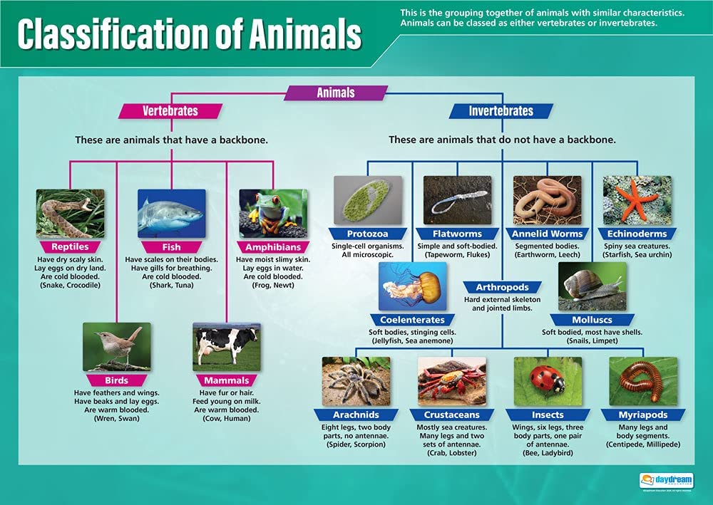 Animal Classification ANIMAL KINGDOM