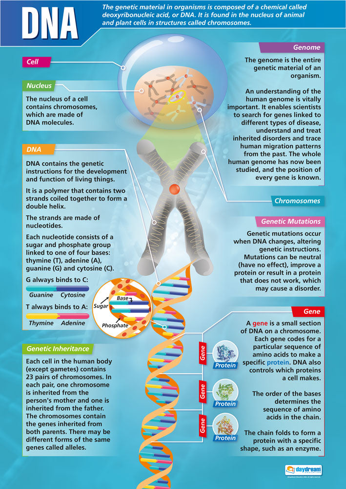 DNA Poster, Science Posters, Physics Posters, Science Charts for the Classroom, Science Education Charts, Educational School Posters, Classroom Posters, Perfect for Science Teachers, Physics Classroom, Chemistry Posters, Biology Posters, Chemistry Classroom, Biology Classroom