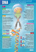 Educational Posters & Books | Bright Education Australia