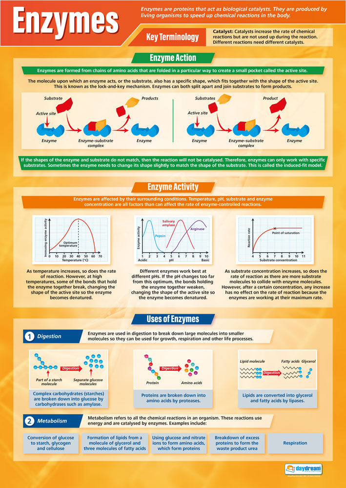 Enzymes Poster | Science Posters | Biology Posters | STEM Charts for ...
