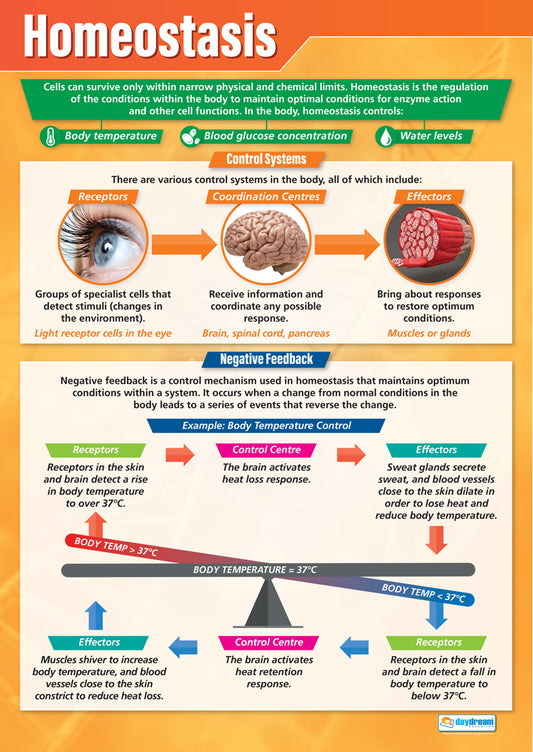 Educational poster about homeostasis with various systems and processes illustrated.