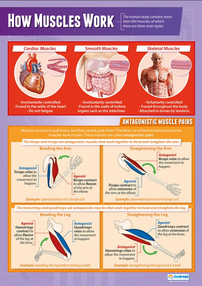 Biological Processes Poster Set of 7 – Bright Education Australia