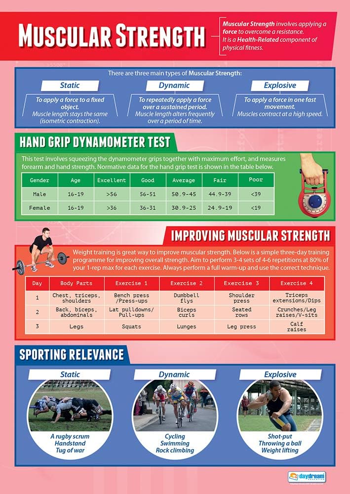 Muscular Strength Poster | Physical Education Poster | PE Poster ...
