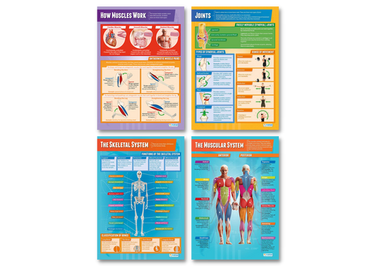 Science Posters, Science Education Resources, Science Charts for the Classroom, Science Posters, Biology Posters, Medicine Studies, PE Posters, Fitness Posters, Physical Education Posters