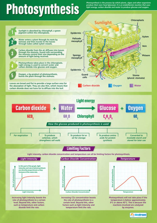 Photosynthesis Poster, Science Posters, Physics Posters, Science Charts for the Classroom, Science Education Charts, Educational School Posters, Classroom Posters, Perfect for Science Teachers, Physics Classroom, Chemistry Posters, Biology Posters, Chemistry Classroom, Biology Classroom