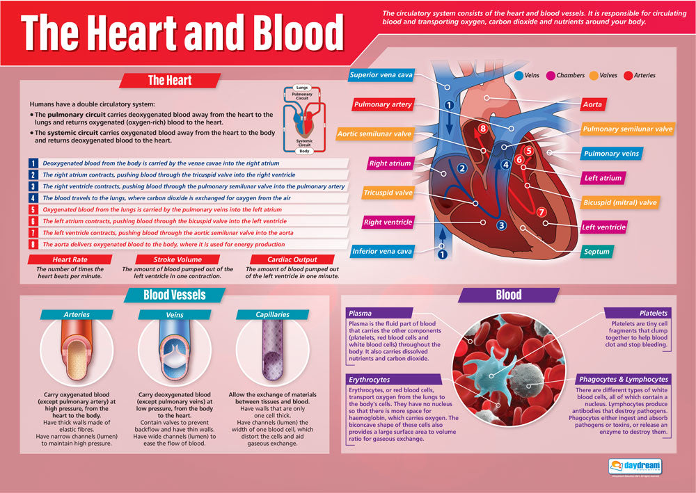 The Heart & Blood Poster | Science Posters | Biology Posters | STEM ...