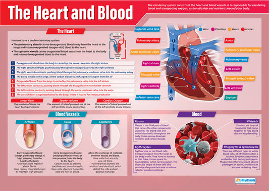 The Heart & Blood Poster, Science Posters, Physics Posters, Science Charts for the Classroom, Science Education Charts, Educational School Posters, Classroom Posters, Perfect for Science Teachers, Physics Classroom, Chemistry Posters, Biology Posters, Chemistry Classroom, Biology Classroom