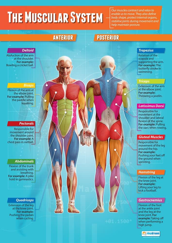 The Muscular System Poster | Physical Education Poster | PE Poster ...