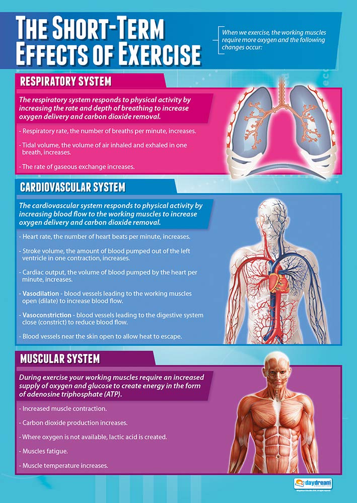 Fitness Posters | Exercise Posters | Gym Posters | Physical Education ...
