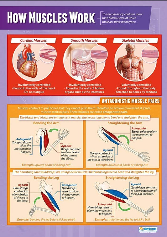 How Muscles Work Poster, Science Posters, Physics Posters, Science Charts for the Classroom, Science Education Charts, Educational School Posters, Classroom Posters, Perfect for Science Teachers, Physics Classroom, Chemistry Posters, Biology Posters, Chemistry Classroom, Biology Classroom