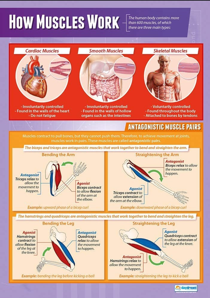 How Muscles Work Poster | Biology Poster | Science Poster | Medical ...