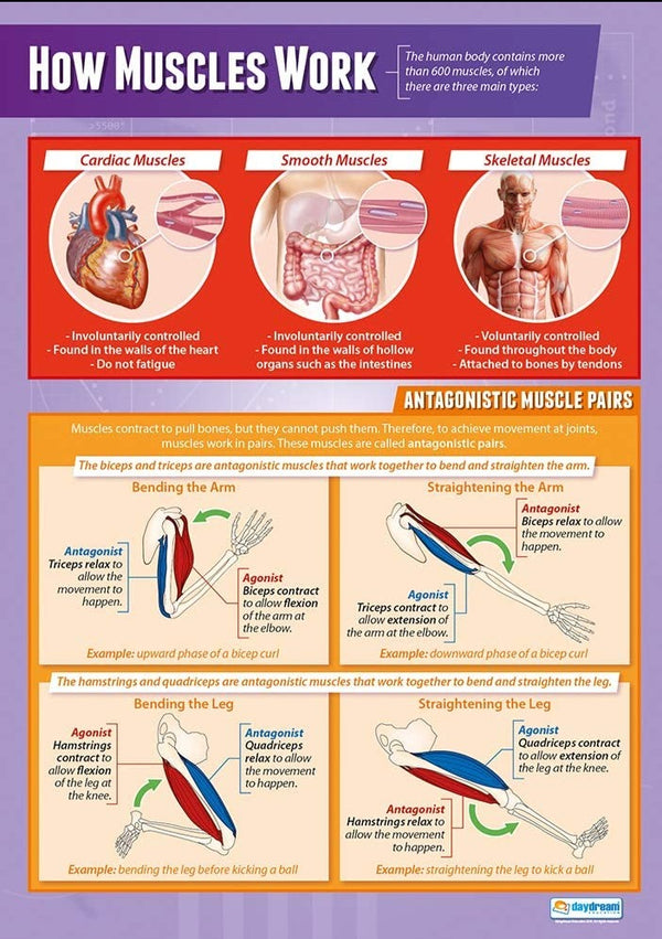 How Muscles Work Poster | Biology, PE & Sport Science – Bright ...